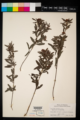Lespedeza ×simulata image