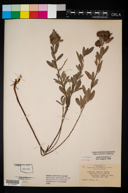 Lespedeza capitata image