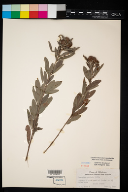 Lespedeza capitata image