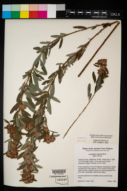 Lespedeza capitata image