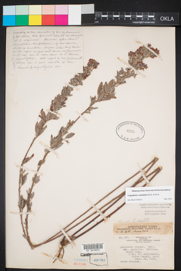 Lespedeza ×simulata image