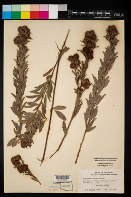 Lespedeza capitata image