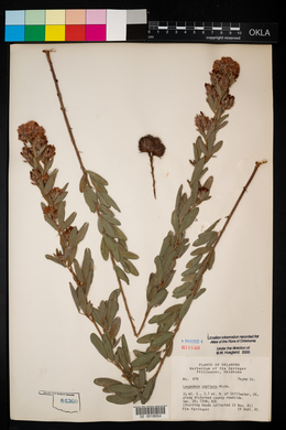 Lespedeza capitata image