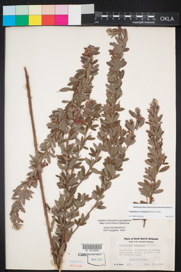 Lespedeza ×simulata image