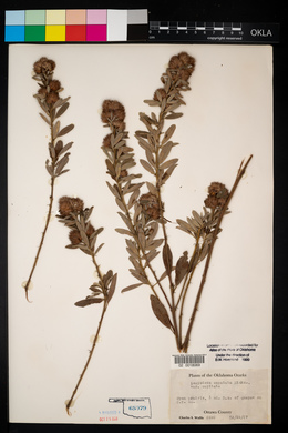 Lespedeza capitata image