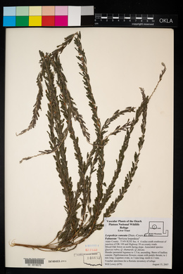 Lespedeza cuneata image