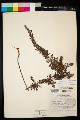 Lespedeza cuneata image