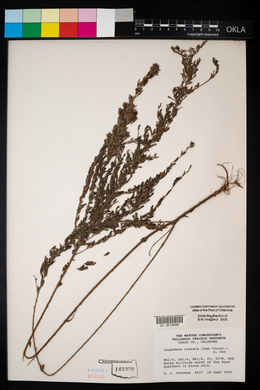 Lespedeza cuneata image