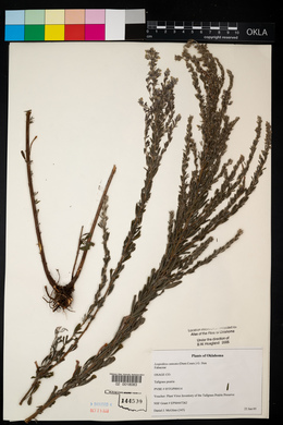 Lespedeza cuneata image