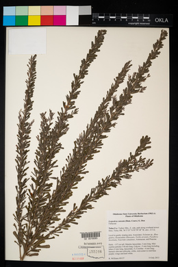 Lespedeza cuneata image