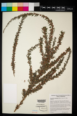 Lespedeza cuneata image