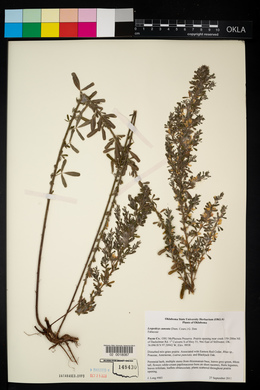 Lespedeza cuneata image