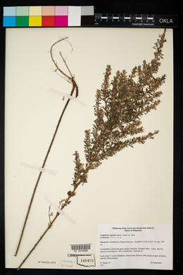 Lespedeza cuneata image