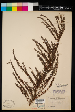 Lespedeza cuneata image