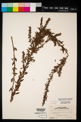 Lespedeza cuneata image