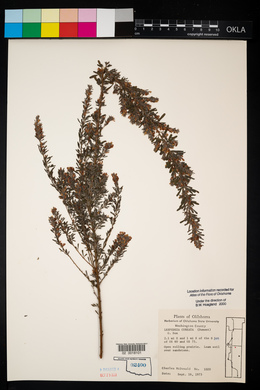 Lespedeza cuneata image