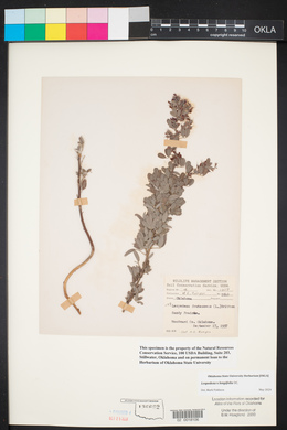 Lespedeza × longifolia image