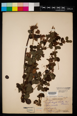 Lespedeza hirta image