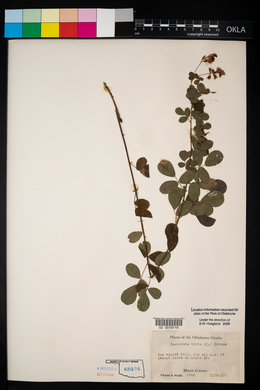 Lespedeza hirta image