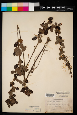 Lespedeza hirta image