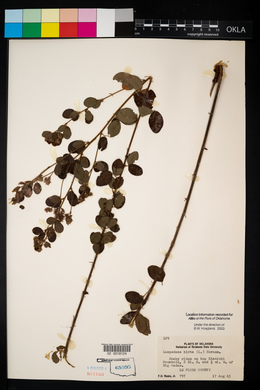 Lespedeza hirta image