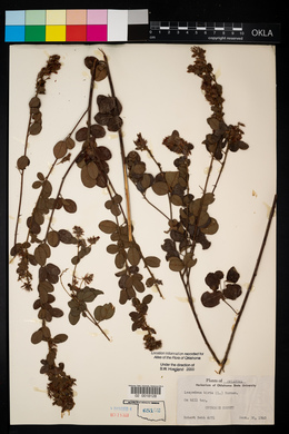 Lespedeza hirta image