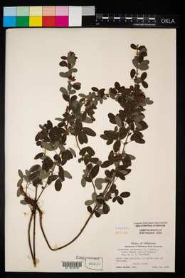 Lespedeza stuevei image