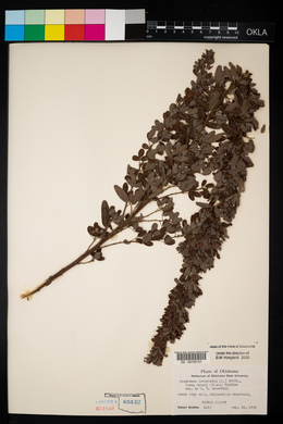 Lespedeza stuevei image