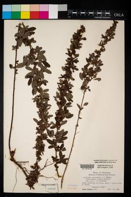 Lespedeza stuevei image