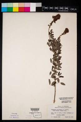 Lespedeza stuevei image