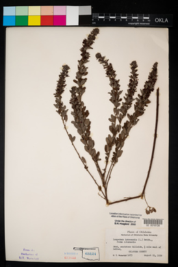 Lespedeza stuevei image