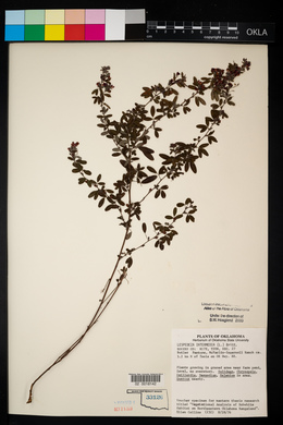 Lespedeza stuevei image