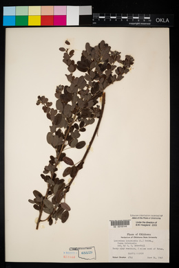 Lespedeza stuevei image