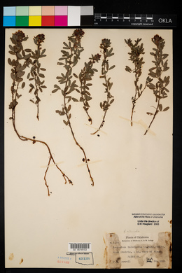 Lespedeza stuevei image