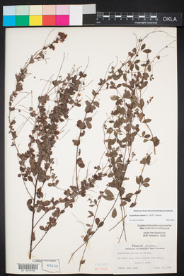 Lespedeza repens image