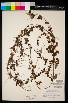 Lespedeza procumbens image