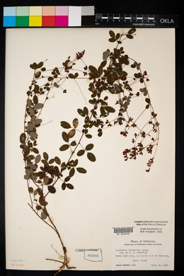 Lespedeza procumbens image