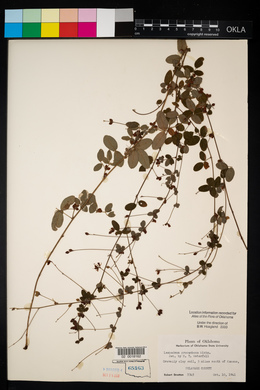 Lespedeza procumbens image