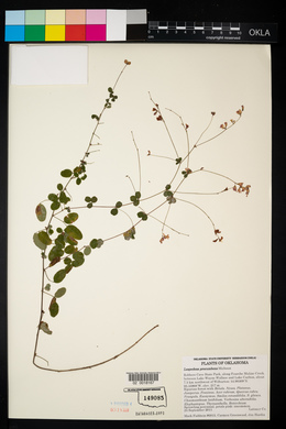 Lespedeza procumbens image