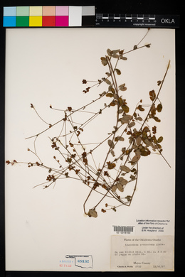 Lespedeza procumbens image