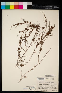 Lespedeza repens image