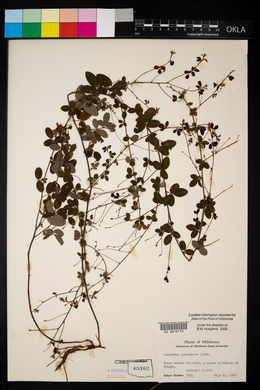 Lespedeza procumbens image