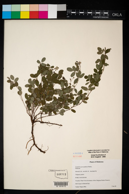 Lespedeza repens image