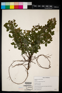 Lespedeza repens image