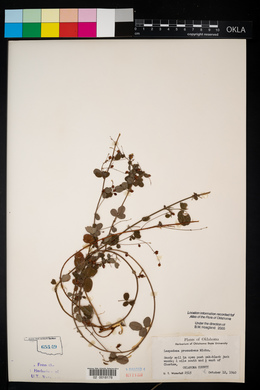 Lespedeza procumbens image