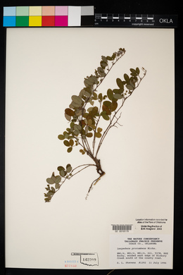 Lespedeza procumbens image