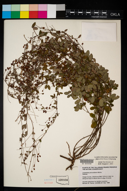 Lespedeza procumbens image