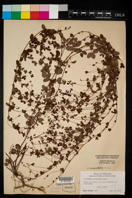 Lespedeza procumbens image