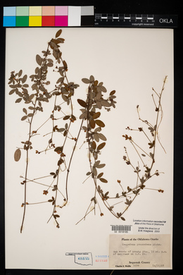 Lespedeza procumbens image