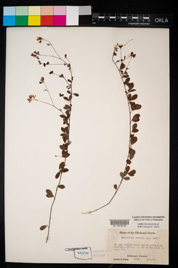 Lespedeza repens image